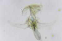Gynnidomorpha rubricana