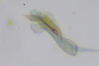 Gynnidomorpha rubricana