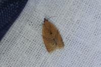 Clepsis consimilana
