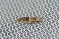 Crocidosema plebejana