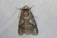 Cossus cossus