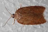 Acleris sparsana