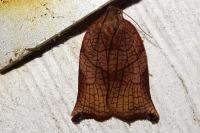 Archips podana