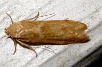 Blastobasis lacticolella