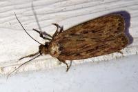 Depressaria radiella