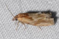 Eucosma