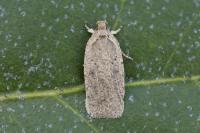 Agonopterix scopariella