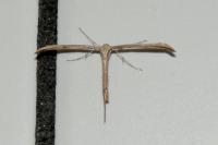 Emmelina monodactyla