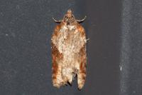 Acleris