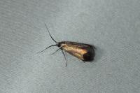 Adela reaumurella