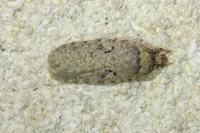 Agonopterix curvipunctosa