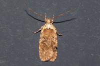 Agonopterix