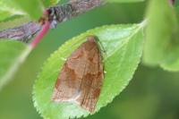 Archips rosana