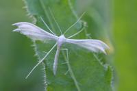 Pterophorus pentadactylus