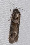 Tortricodes alternella