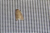 Acleris