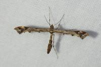 Amblyptilia acanthadactyla
