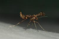 Amblyptilia acanthadactyla