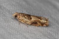 Crocidosema plebejana