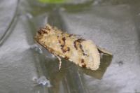 Aethes williana