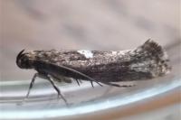 Acrolepiopsis assectella
