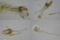 Acrolepiopsis assectella