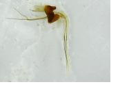 Morophaga choragella