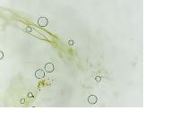 Batia internella