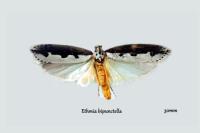 Ethmia bipunctella