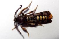 Pennisetia hylaeiformis