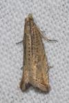 Bactra