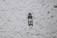 Epinotia thapsiana