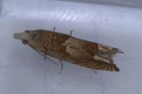 Eucosma conterminana
