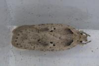 Agonopterix yeatiana