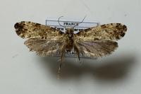 Morophaga choragella