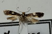 Monopis obviella