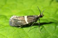 Eidophasia messingiella