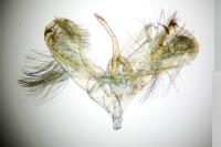Eidophasia messingiella
