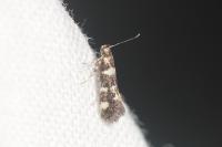 Denisia
