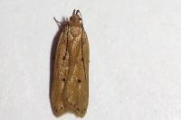 Acompsia antirrhinella/tripunctella