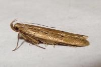 Acompsia antirrhinella/tripunctella