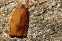 Cacoecimorpha pronubana