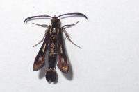 Chamaesphecia aerifrons