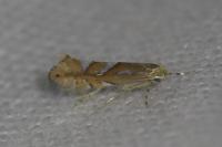 Phyllonorycter belotella