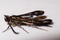 Chamaesphecia aerifrons