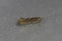 Phyllonorycter belotella