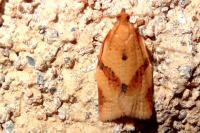 Clepsis consimilana