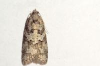 Cnephasia