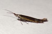 Coleophora