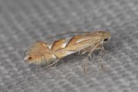 Phyllonorycter belotella